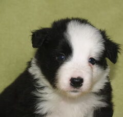 Foto 3 van de pups