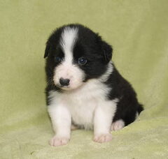 Foto 4 van de pups