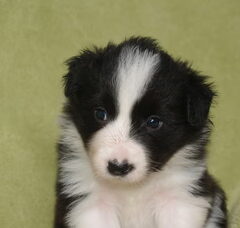 Foto 5 van de pups