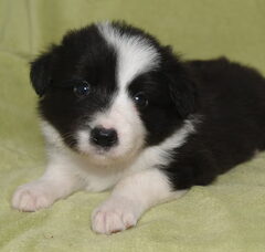 Foto 6 van de pups