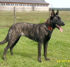Foto 2 van de pups