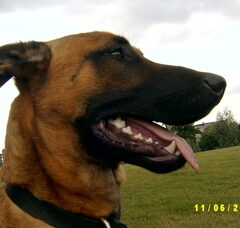 Foto 3 van de pups