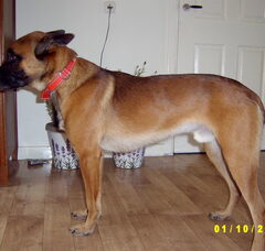 Foto 4 van de pups
