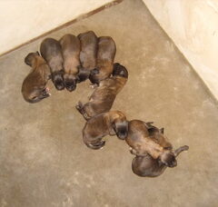 Foto 2 van de pups