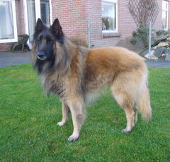 Foto 3 van de pups