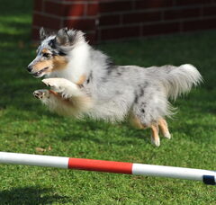 Foto 2 van Amazing Velocity