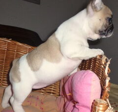 Foto 2 van de pups