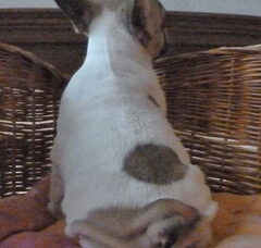 Foto 3 van de pups