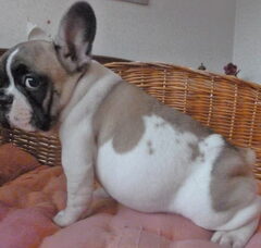 Foto 4 van de pups