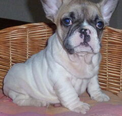 Foto 5 van de pups