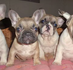 Foto 6 van de pups