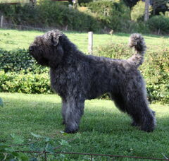 Foto 2 van Black Mystic Legend     Bouvierliefhebbers