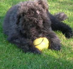Foto 3 van Black Mystic Legend     Bouvierliefhebbers