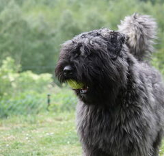 Foto 4 van Black Mystic Legend     Bouvierliefhebbers