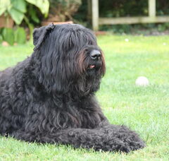 Foto 5 van Black Mystic Legend     Bouvierliefhebbers