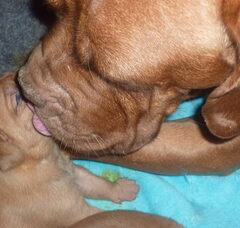 Foto 2 van de pups