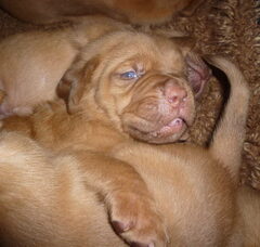 Foto 3 van de pups