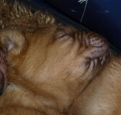 Foto 4 van de pups
