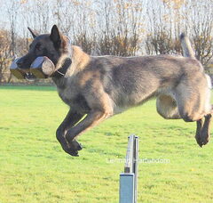 Foto 3 van de pups