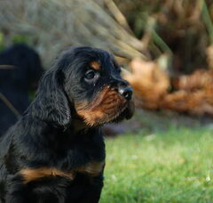 Foto 2 van de pups