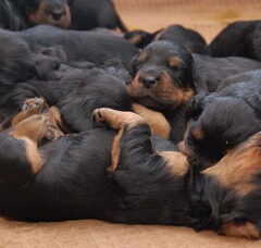 Foto 3 van de pups