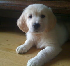 Foto 2 van de pups