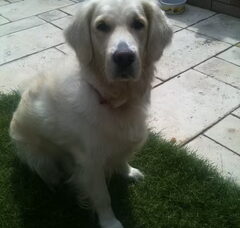 Foto 3 van de pups