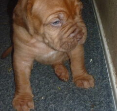 Foto 5 van de pups