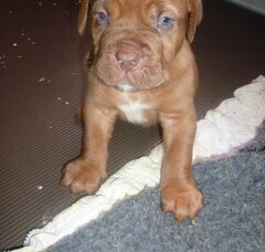 Foto 6 van de pups