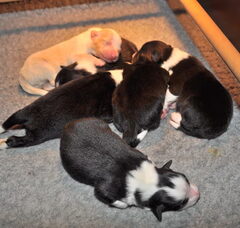 Foto 2 van de pups