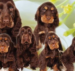 Foto 2 van de pups