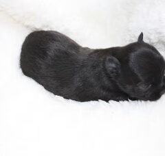 Foto 2 van de pups