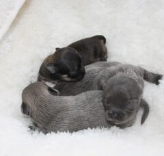 Foto 3 van de pups