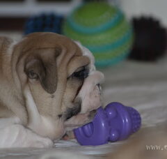 Foto 2 van de pups