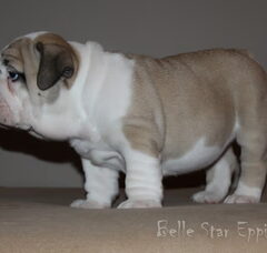 Foto 3 van de pups