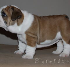 Foto 4 van de pups