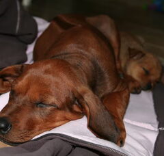 Foto 3 van de pups