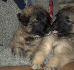 Foto 2 van de pups