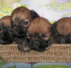 Foto 2 van de pups
