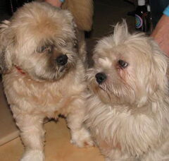 Foto 4 van de pups