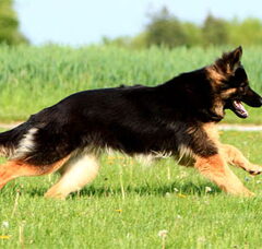 Foto 2 van de pups
