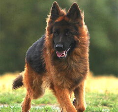 Foto 3 van de pups