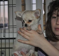 Foto 2 van de pups