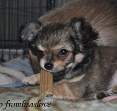 Foto 3 van de pups