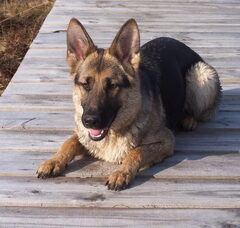 Foto 2 van de pups