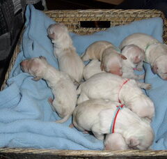 Foto 2 van de pups