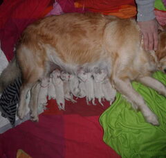Foto 3 van de pups
