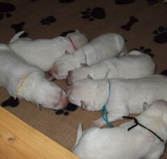 Foto 2 van de pups