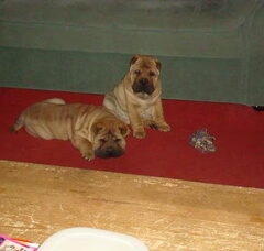 Foto 2 van de pups