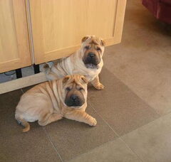 Foto 3 van de pups